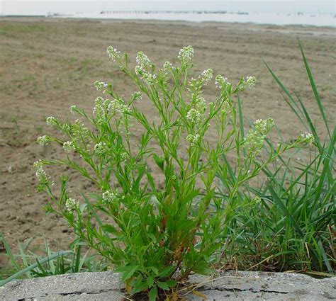 Lepidium virginicum (Virginia pepperweed)