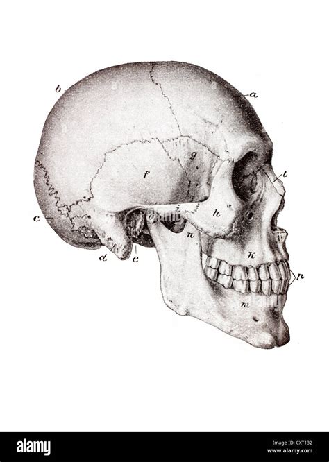 Homo sapiens sapiens skull hi-res stock photography and images - Alamy