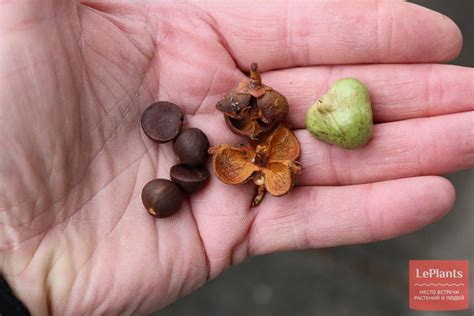 Камелия китайская (Camellia sinensis) — описание, выращивание, фото ...