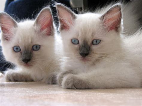 Rase de Pisici: Ragdoll
