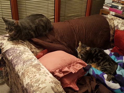 Little Reviews: Poem for Friday, Rosh Hashanah, Cats