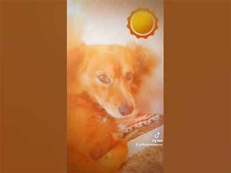 IL MIO CANE CON IL FILTRO DEL SOLE!🥰🌇 - YouTube