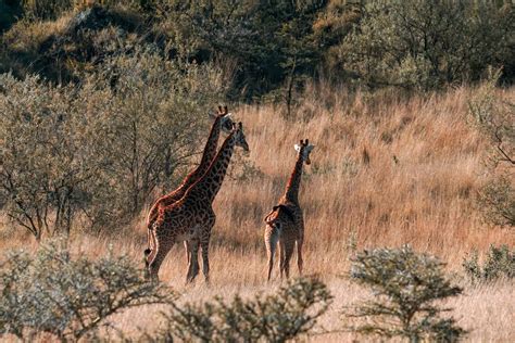 Mount Longonot National Park | Entrance Fee, Guide [2024]