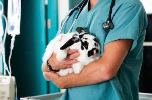 GI Stasis in Rabbits | Causes | Symptoms | Treatment