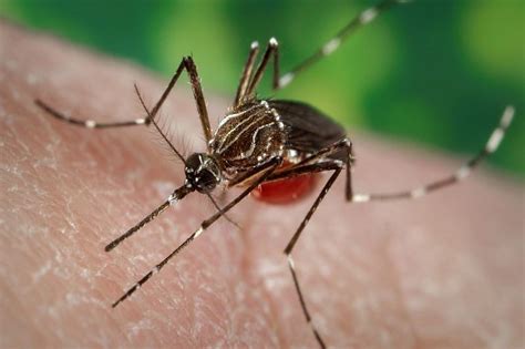 Some california mosquitoes can carry Zika virus - UPI.com