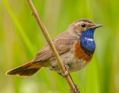 lapin linnut tunnistus site title