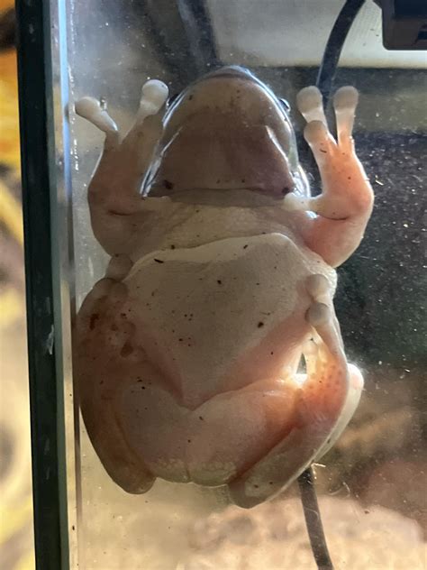 Dark Vocal Sac Coloration? : r/frogs