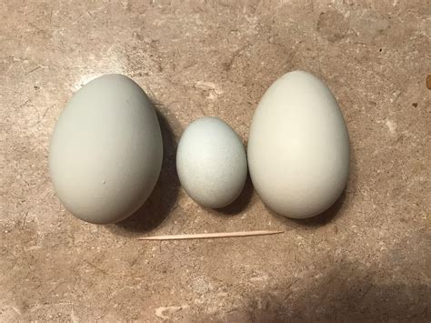 tiny chicken eggs weirdeggs