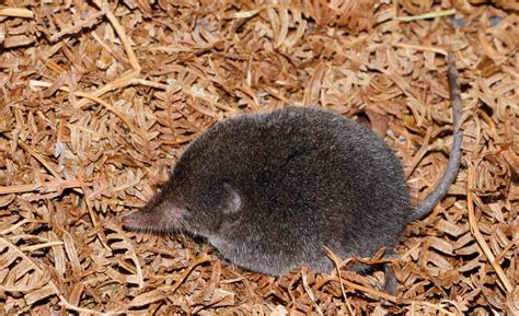 Long-tailed forest shrew spotted after 46 years