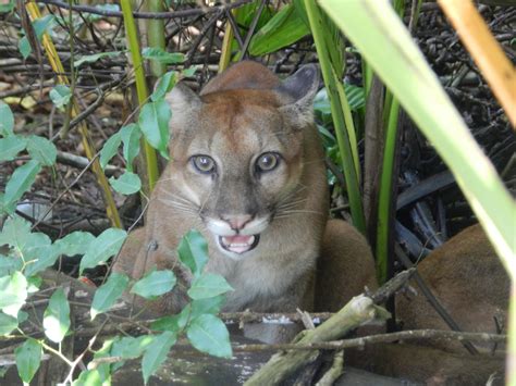 3 days – Pura Vida | Corcovado Hiking Tours
