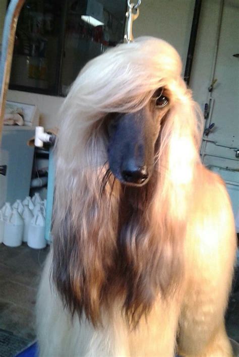 Ancient dog breeds – Artofit