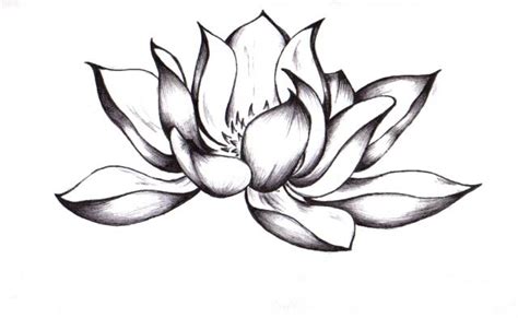 Realistic Lotus Flower Drawing at GetDrawings | Free download