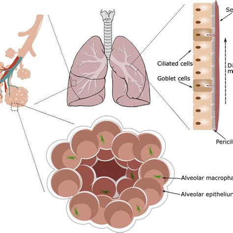 A schematic illustration showing the different physiological barriers ...