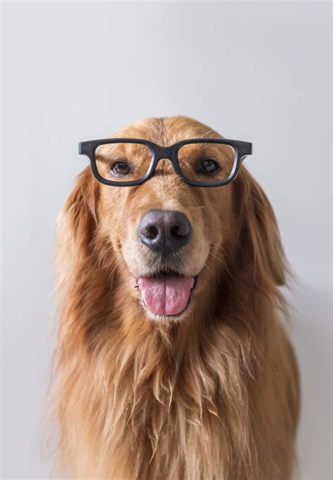 Why Do My Dog S Eye Boogers Stink at Irma Rushing blog