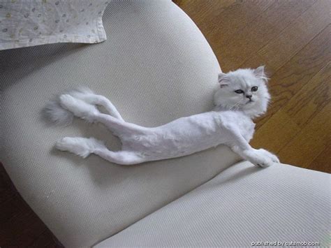 I will shave my cat...some day. | Shaved cat, Rare cats, Cats