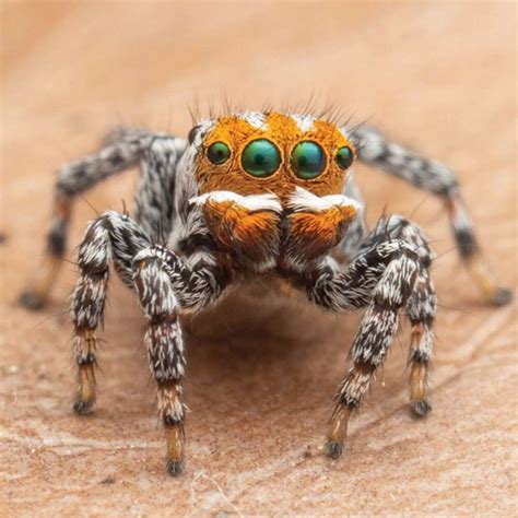 La adorable araña pavo real encontrada en Australia: la bautizaron ...
