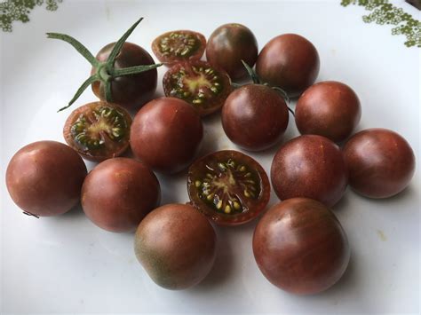 Black Cherry Purple Tomato | White Harvest Seed Company