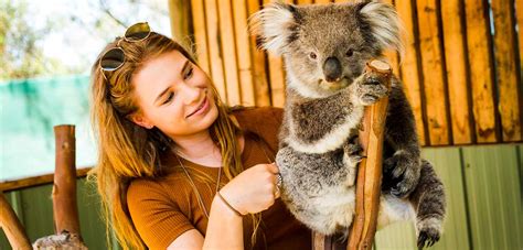 Koala Encounter - Moonlit Sanctuary