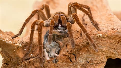 giant spider eating bird goliath bird eating spider san diego zoo