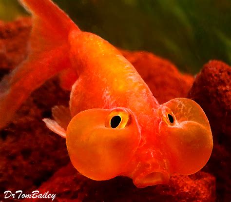 Rare Goldfish