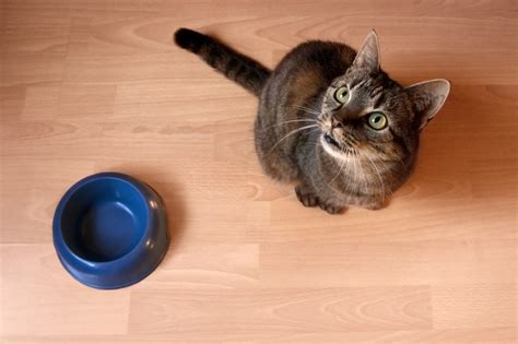 Yogurt Benefits For Cats at Autumn Allen blog