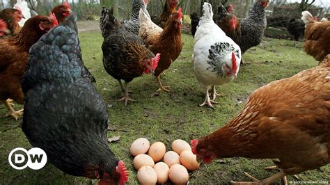 Organic egg? – DW – 02/26/2013