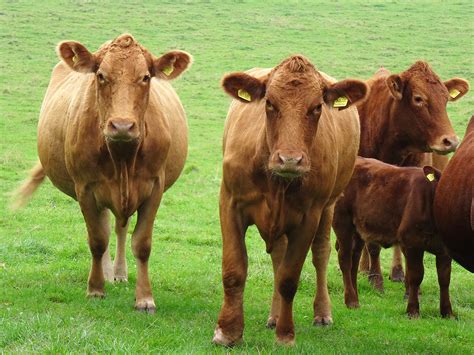 Milk prices: who gets the cream? – The Sloman Economics News Site