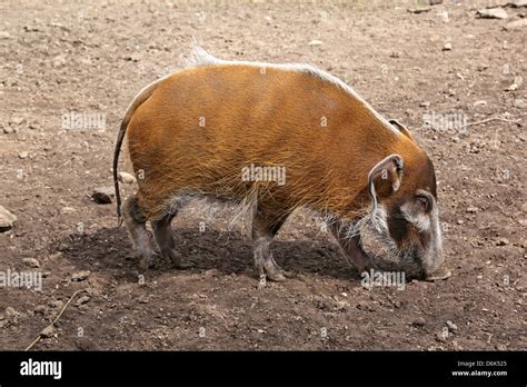 red river hogs Stock Photo - Alamy