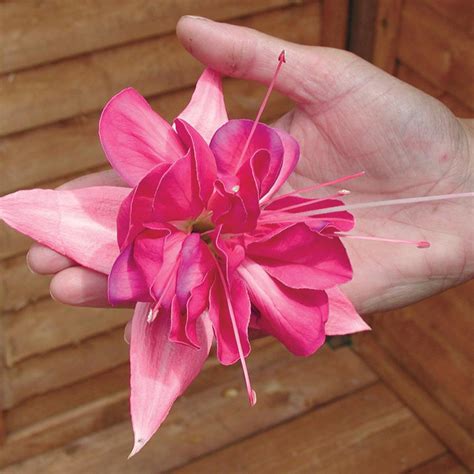 Fuchsia Trailing Bella Rosella - J Parker Dutch Bulbs (Wholesale) Ltd ...