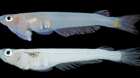 Male Fish Sperm