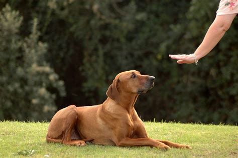dog obedience training  important  animal bible