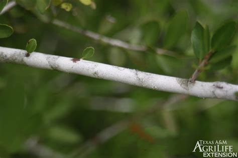 Plants of Texas Rangelands » Yaupon