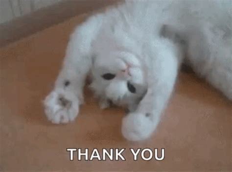 funny   gifs gifdbcom