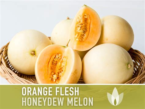 Orange Honeydew Melon