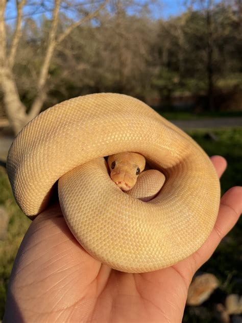 Banana Cinnamon Ball Python
