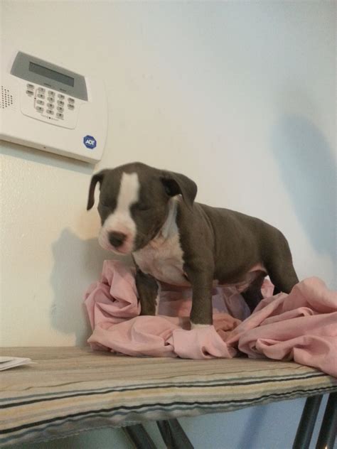 Marketplace » PIT BULL FEMALES SEEKING MALES » Pit Bull Social - Pit Bull Social Networking