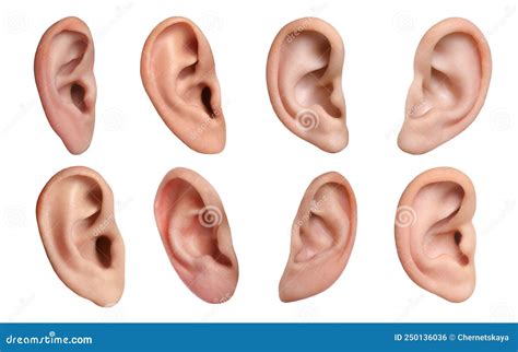 human ears  white background collage organ  hearing  balance