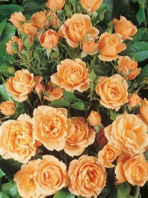 sadnice mini ruze narandzasta rasadnik profesional