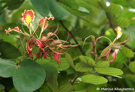 Trees of Tropical Asia - Bauhinia pottsii