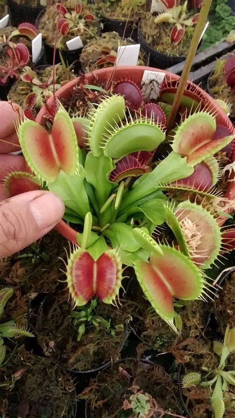 Planta Carnivora Dionaea Muscipula (venus Papa Mosca) - R$ 7,00 em ...