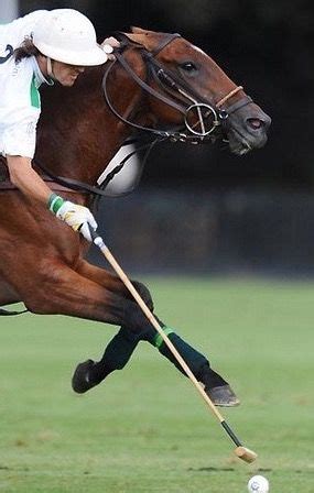 Polo - Adolfo Cambiaso | Razas de caballos, Animales, Equitacion