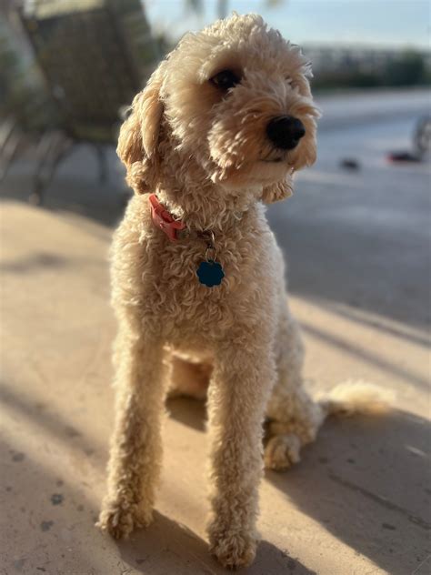 Meet Our Goldendoodle and Bernedoodle Parents! — High Desert Goldendoodles & Bernedoodles