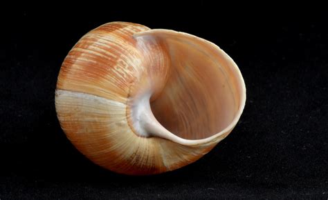 Snail Shell Free Stock Photo - Public Domain Pictures