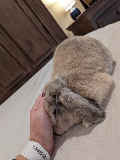 guide to rabbit smelly safely