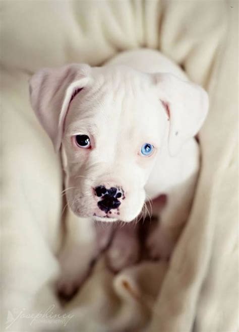 Heterochromia iridum — Steemit