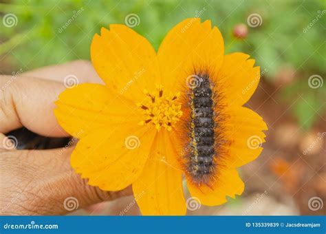 Gusano Lanoso En La Flor Amarilla Imagen de archivo - Imagen de oruga ...