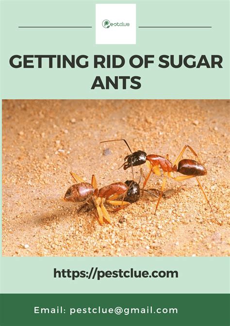 how to rid sugar ants