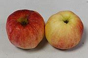 Category:Florina (apple) - Wikimedia Commons