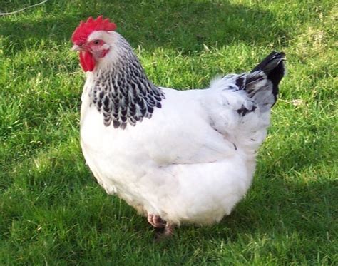 The Inner Lives of "Food Animals" - Scientific American Blog Network