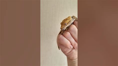 Сиблинг Лили Вайт #рекомендации #змея #reels #snake #рептилии #animal # ...